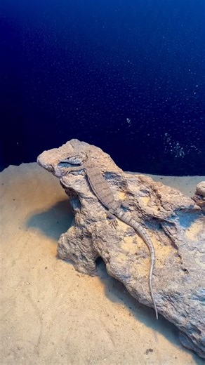 The last Varanus gilleni of the year still hanging out here in the shop. It’s been sold and waiting to be shipped. It was my first year producing this species and it was down right amazing. I produced more than I imagined I would and I will have twice as many females breeding in 2026. Simply an amazing species! | Japaka Reptiles