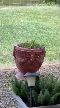 Guinea Fowls Face Off Against Dangerous Snake [PART 1]