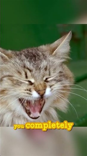 Do cats get jealous?