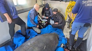 SeaWorld Orlando Rescues Distressed Manatee in North Carolina | Chip and Company