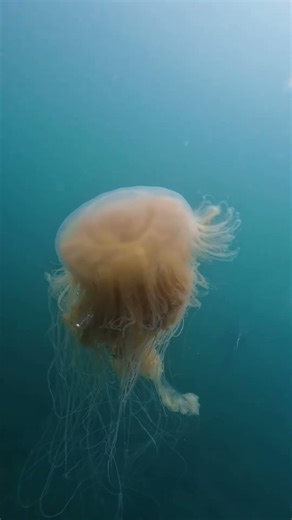 今年の冬は浮遊系の生物が面白すぎた！ #ダイビングショップ #アウトドア #scubadiving