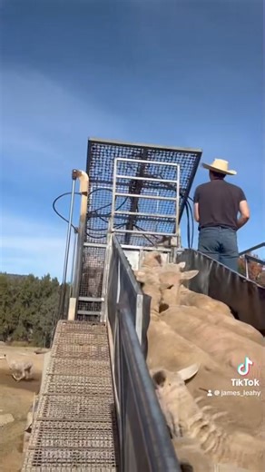 Glenlyon Tas in the cage dip with Glenlyon flick keeping up to the dip | Glenlyon Kelpies