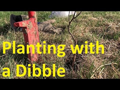 Planting Trees with a Dibble