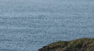 🐬 Have you been lucky enough to catch a glimpse of the dolphins enjoying the Durham Heritage Coast lately? These wonderful creatures are just some of the many fauna and flora you can spot along our beautiful coast line >> http://bit.ly/DHeritageCoast | This is Durham