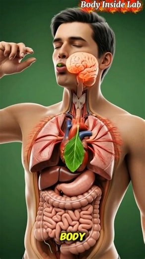 What Happens Inside Your Body After You Eat? 🤯 #Shorts #Health