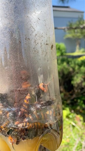 スズメバチが巣を作り始めてた💦