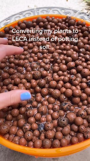 Converting Plants to LECA: Soil Substitute Process