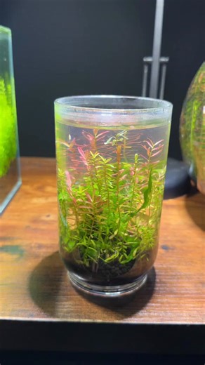 Nanoscape on Instagram: "Wasn’t expecting the roots to be so big when I pulled out the Java fern. I added a little extra aquarium soil, and then replanted the rotala tops. #aquarium #plants #fishtank #aquascape"