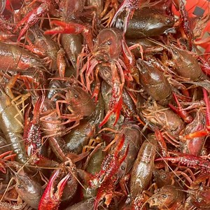7 comments | We have 3 bags of live crawfish for sale! $2.25 a lb. | Romie's Grocery | Facebook