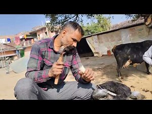 अद्भुत सीग बनाने में एक्सपर्ट कारीगर 🔪👌 किसान भाई खुश पार्ट 3VIP Animal parlour Mo 9927394343