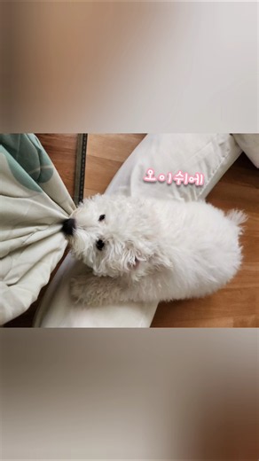 마루 힘자랑💪