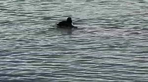 16K views · 594 reactions | We had this little fella for a sleep over the over night. It's a little bit of good news compared to the state of the village. The community spirit is great and things are slowly getting fixed. | Serenity Boats | Facebook