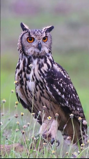 The Rock Eagle Owl – India’s Silent Predator!