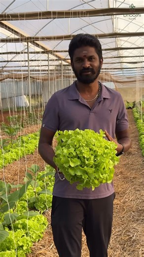 Bhoomi Farms on Instagram: "Ever wondered how the freshest, most organic Green lettuce tastes like? Spoiler alert - AMAZING! [organic farming, organic farms, farming, organic vegetables, organic fruits, organic produce, healthy lifestyle, organic cooking, farm life, farmers, organic farmers, hand pollination, zucchini farming, pollination, radish farming , organic vegetables, lettuce farming, lettuce harvesting, red lettuce, green lettuce, iceberg lettuce]"