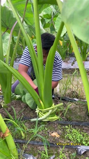 🌱 Tips for increasing taro yield! Produce large, plump taro tubers 🔥💪