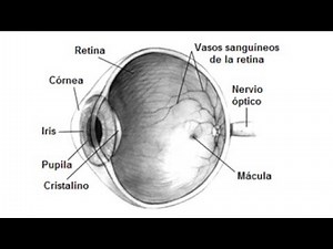 Video Educativo Los Cinco Sentidos