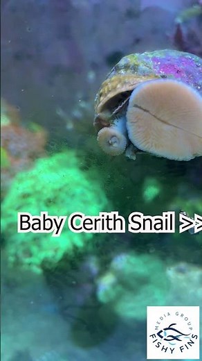 Turbo Snails Working Hard on the reef - Fishy Fins ©2026