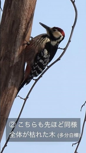 キツツキ オオアカゲラ ドラミング(4タイプ)の音比較 / White-backed Woodpecker Drumming / #shorts