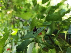 Tree-of-Heaven and spotted lanternfly are a one-two punch threatening Northeast Ohio gardens