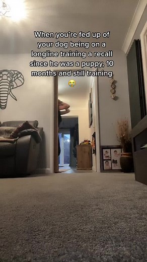 oakley_springerspaniel on TikTok