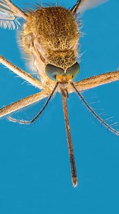 44K views · 737 reactions | Mosquito’s Eyes Close-Up! The Nature is Amazing! 朗 - #macrophotography #macro #macrophoto #macroworld #macroshot #closeup #closeupphotography #nature #insects #mosquito | Microworld Explorer | Facebook