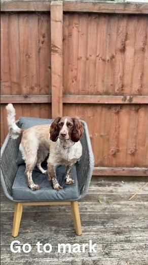 Freya (Sprocker) - Showreel