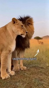 #reelschallenge #baby #love #king #lions #Germany #lions #cristianoronaldo #photographychallenge ♥️🦁🌍♥️ | zero._.konig