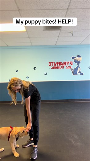 Effective Puppy Training Tips to Curb Biting