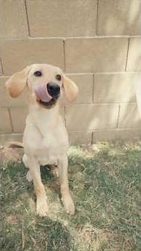 I let my labrador choose this whole day….￼