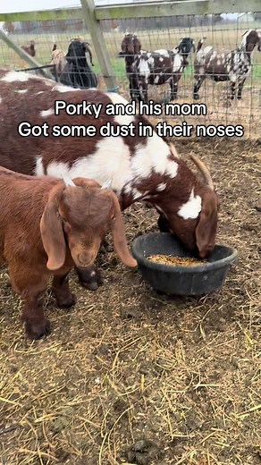 Goats Sneezing from Dust: A Humorous Farm Moment