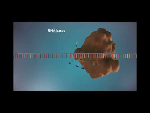 Replication of DNA