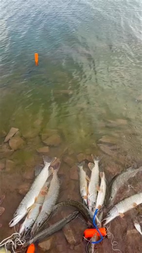 Охота и Рыбалка Темиртау (ОРТ) on Instagram: "Стабильный #КаналимКанышаСатпаева 📽🎣🎣🎣 от Никиты, участника нашего сообщества из группы ватсап"