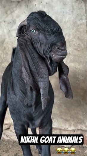 Nikhil Goat Animals #goat #animals #funny #allah #shortsfeed #bakra #shorts