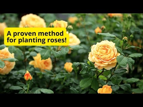 How to plant a rose correctly so that it will soon bloom beautifully.