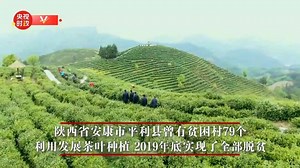 9.8K views · 2K reactions | President Xi Jinping visited a tea garden in Pingli County, NW China's #Shaanxi Province on Tuesday and urged local residents to take advantage of the tea industry to shake off poverty. | People's Daily, China | Facebook