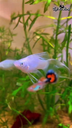 New Betta Fish Aquarium Setup🐬📌 #shorts #aquarium #viralshort