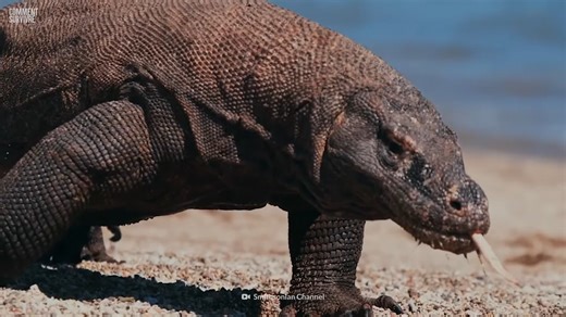 Comment Phil Bronstein avait survécu à une attaque de dragon de Komodo au zoo de Los Angeles