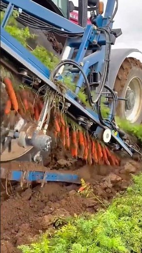 Automated Carrot Harvesting And Cleaning Processes For Large Scale Agricultural Farming Production
