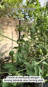 Tanaman Tomat di sambung dengan terong pipit atau terong tekokak,takokak