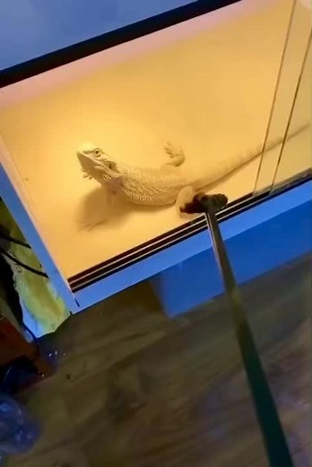 Bearded Dragon Adventures: Fun Interactions and Close-Ups