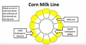 Corn Reproductive Stages
