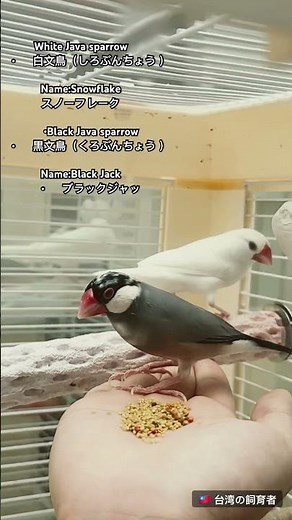 CUTE可愛！文鳥們的親手餵食互動Java sparrow 白文鳥「Snowflake、スノーフレーク」/黒文鳥「Black Jackブラックジャック」#birds #sparrow #animals