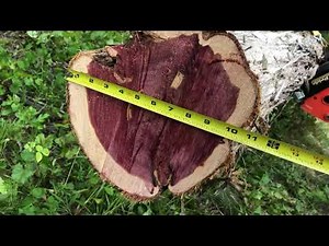 Building a Log Cabin on our Property Video 20 --The eastern red cedar central support pole is loaded
