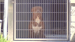 San Diego Humane Society Offering $$ Incentives for Fostering 50-Pound Dogs