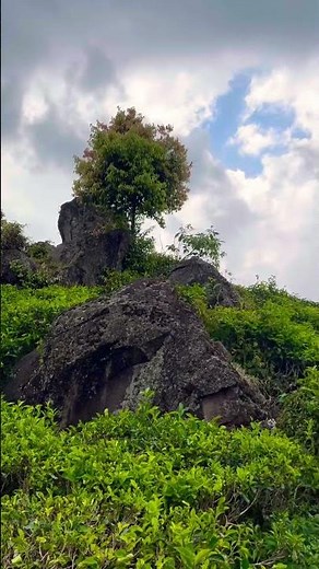 The benefits of being in a green place😃 #shortvideo #nature #waterfall