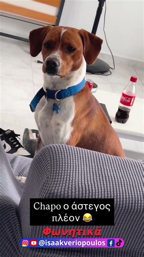 Chapo, ο άστεγος σκύλος πλέον #funny #animals #humour #pets