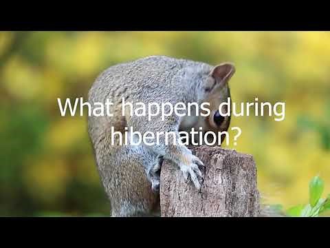 Hibernating Secrets of Squirrels and Chipmunks You Didn't Know About!