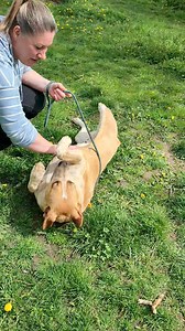 Tracey 💞 Új kutya a Miskolci Állategészségügyi telepen, három év körüli, über cuki 😍! Ha szívesen megismernéd, kérlek írj üzenetet a Miskolci Második Esély Állatvédő Alapítvány - MME Alapítvány oldalunkra! | Miskolci Második Esély Állatvédő Alapítvány - MME Alapítvány