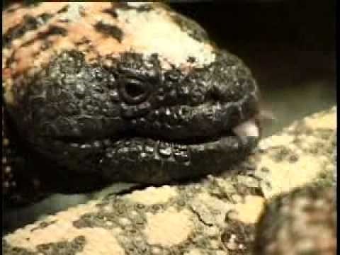 Animals With Backbones (clip)