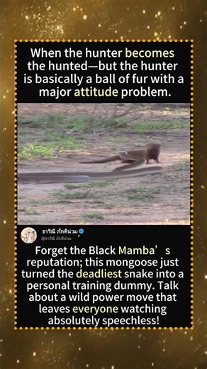 UNBELIEVABLE: Mongoose vs. Black Mamba Showdown! 😱🐍 #SnakeAttack #NatureIsMetal